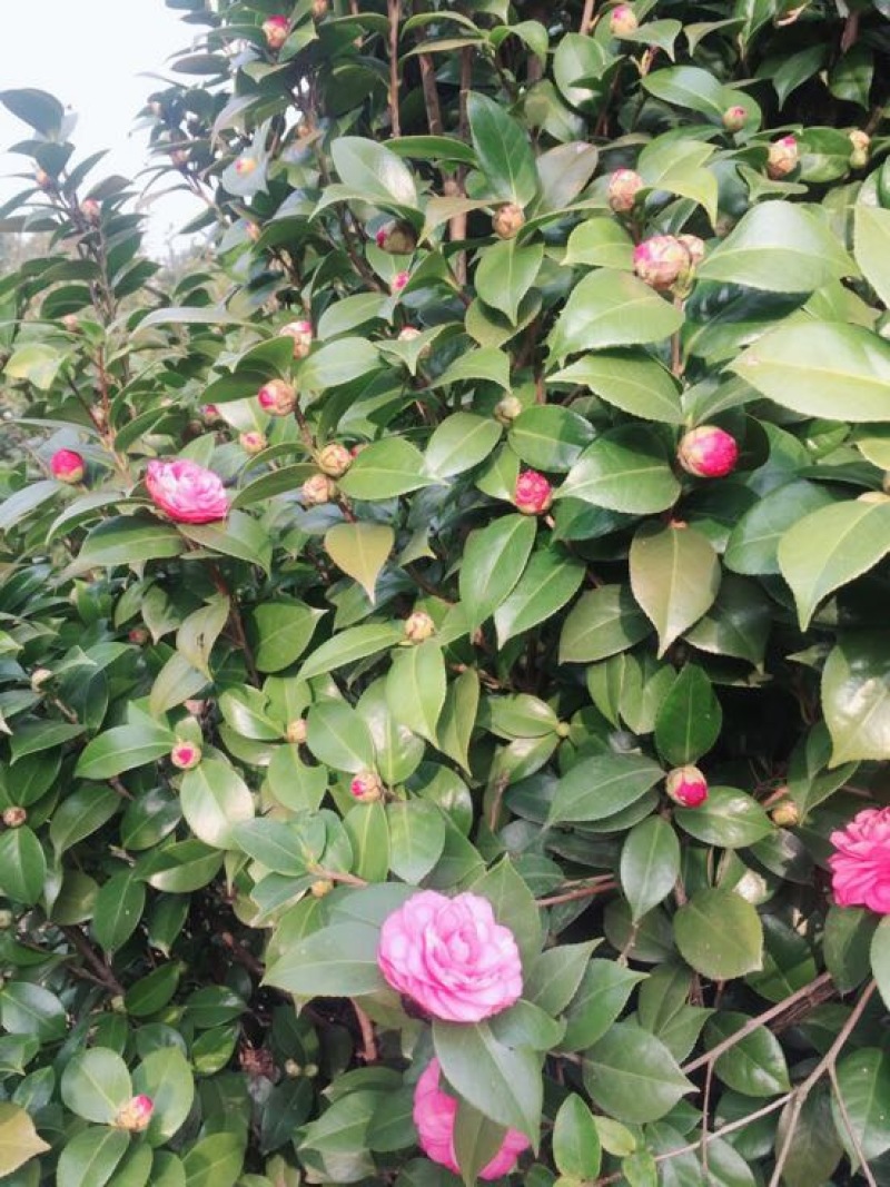 山茶树2~4cm20cm以上3~3.5m