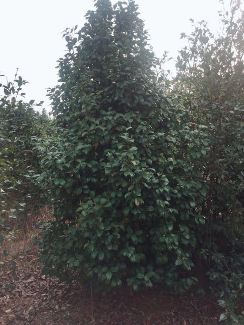 山茶树2~4cm20cm以上3~3.5m