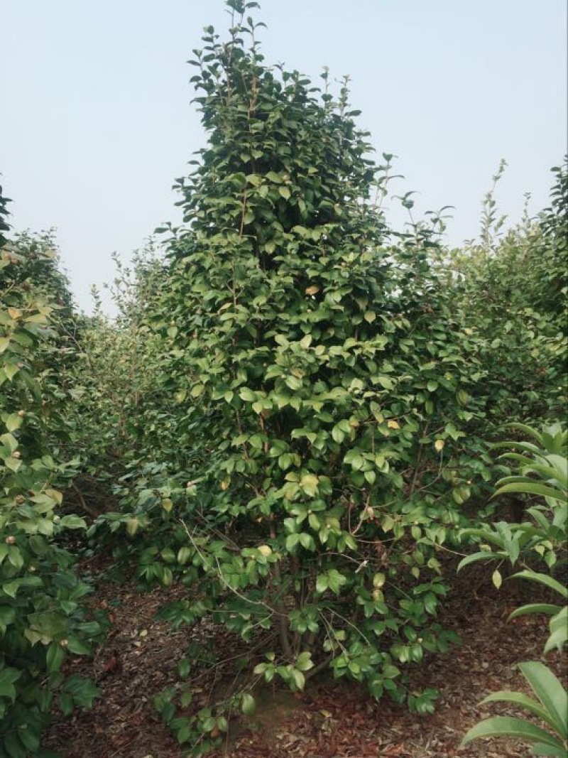 山茶树2~4cm20cm以上3~3.5m