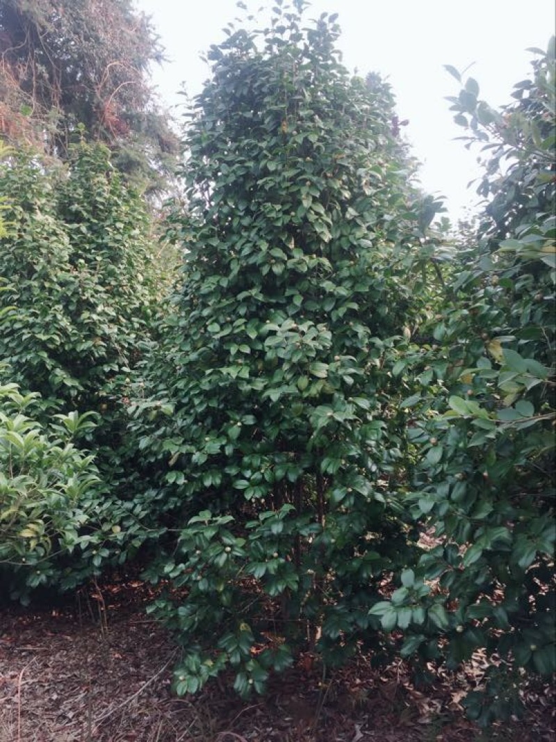 山茶树2~4cm20cm以上3~3.5m