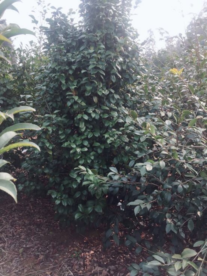 山茶树2~4cm20cm以上3~3.5m