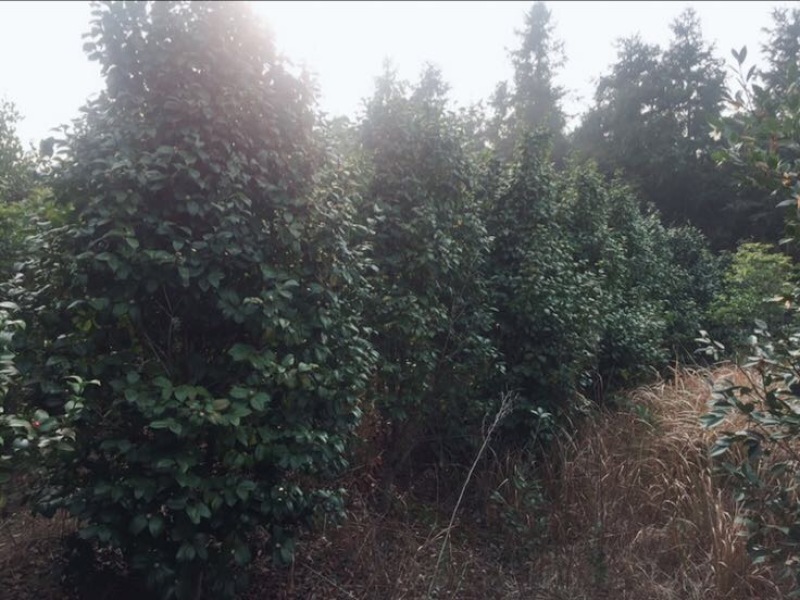 山茶树2~4cm20cm以上3~3.5m