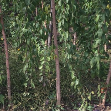 丝绵木171~200cm