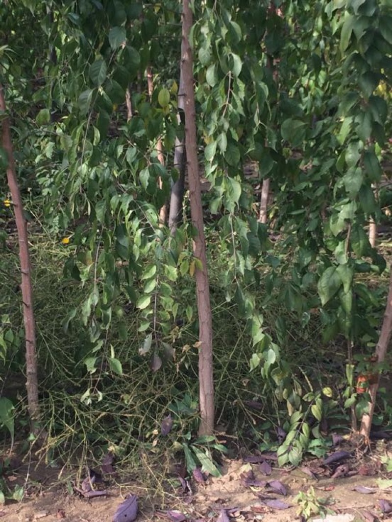 丝绵木171~200cm