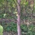 丝绵木171~200cm