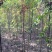 丝绵木171~200cm