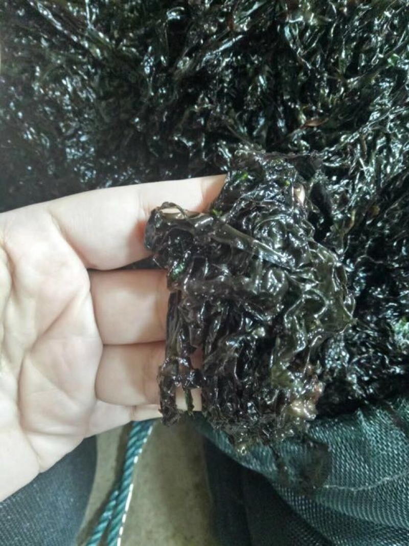 霞浦紫菜人工养殖头水