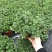 薄荷全草统