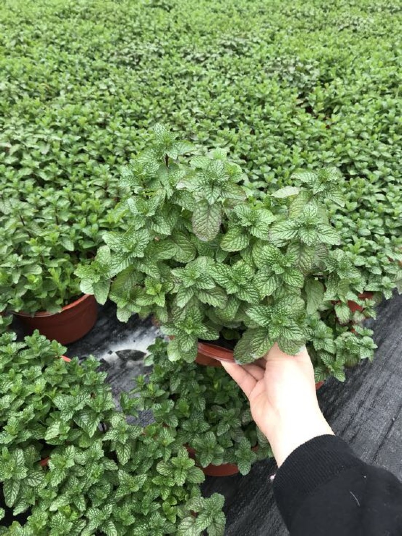 薄荷全草统