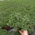 薄荷全草统