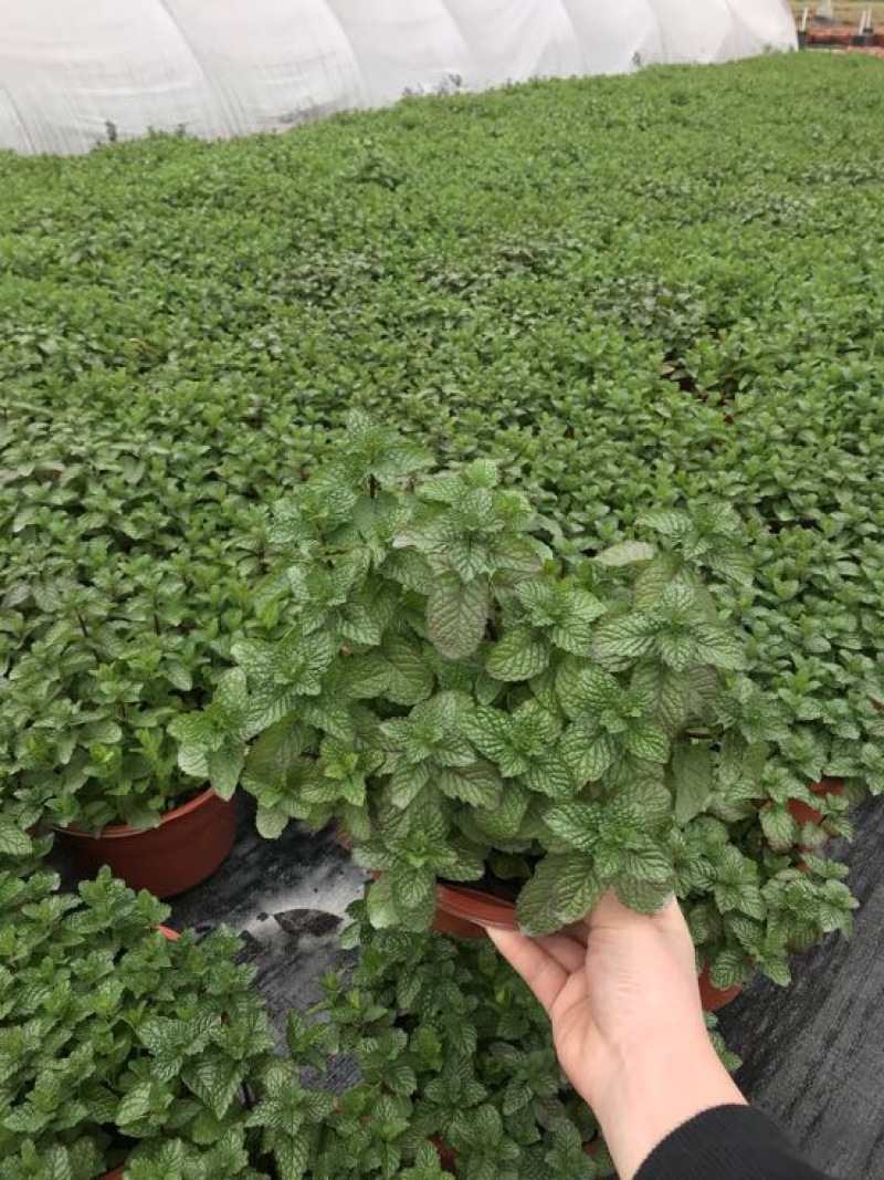 薄荷全草统