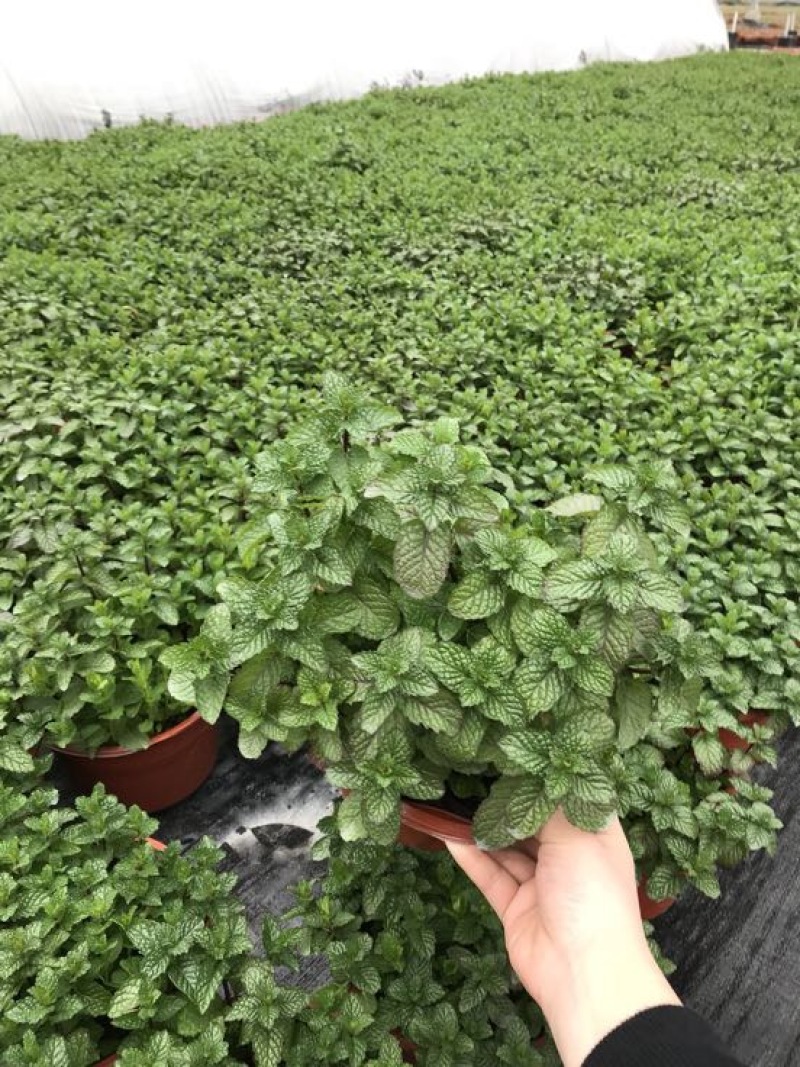薄荷全草统