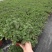 薄荷全草统