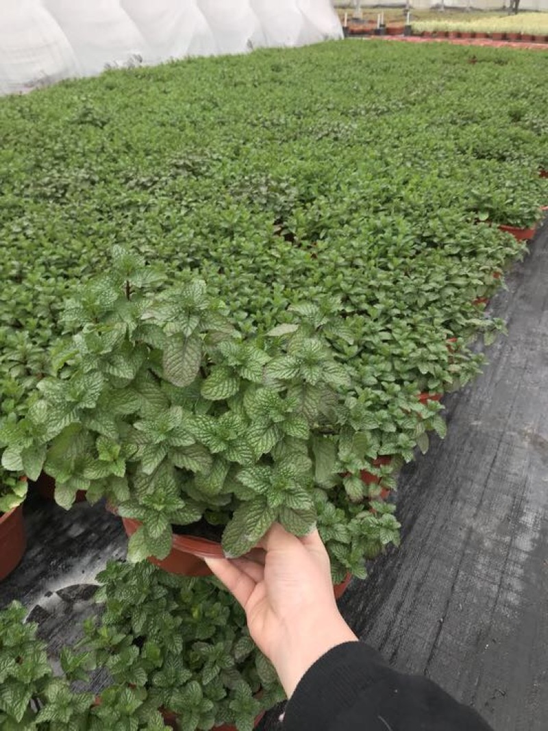 薄荷全草统