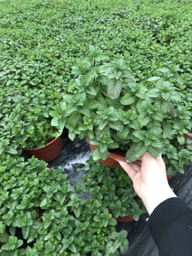 薄荷全草统