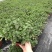 薄荷全草统