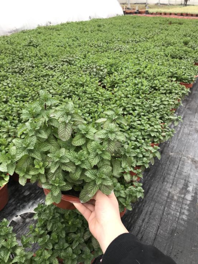 薄荷全草统