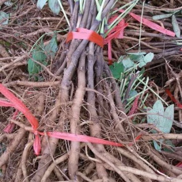 药用牡丹苗苗圃直销，來人來電聯繫電話，一亩田交易