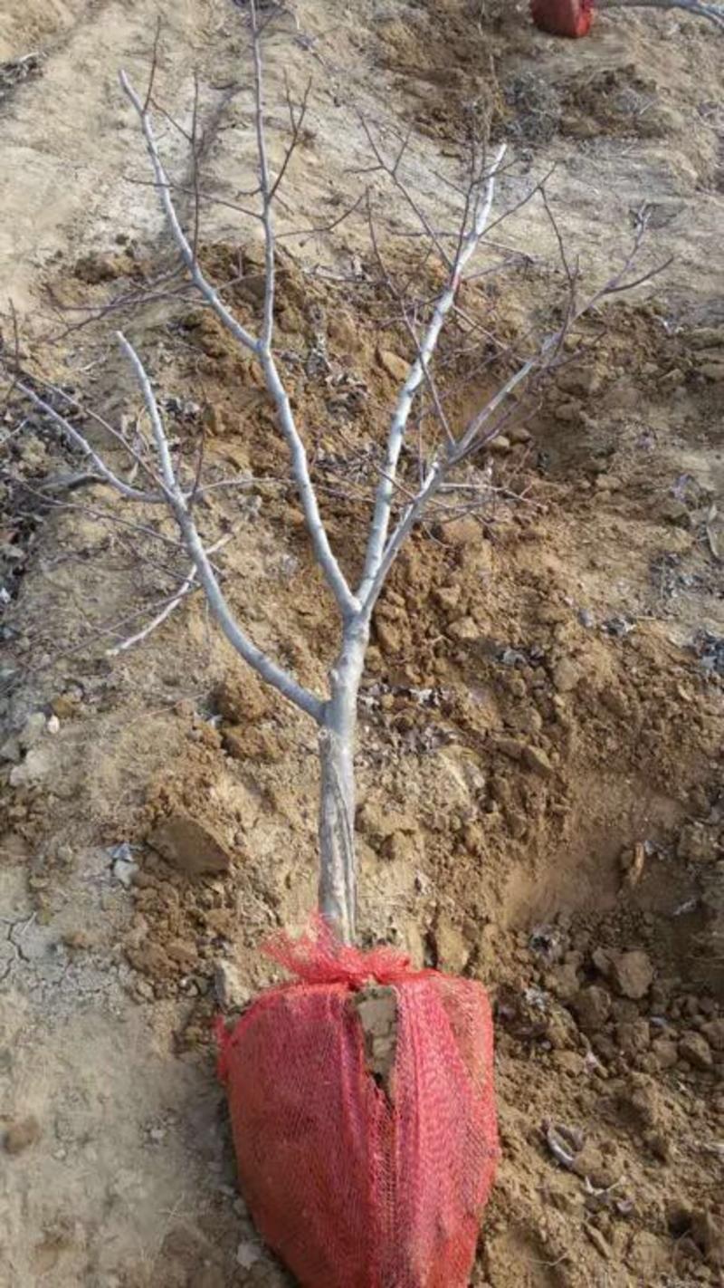 烟富8号苹果树2~4cm4cm以下1.5~2米