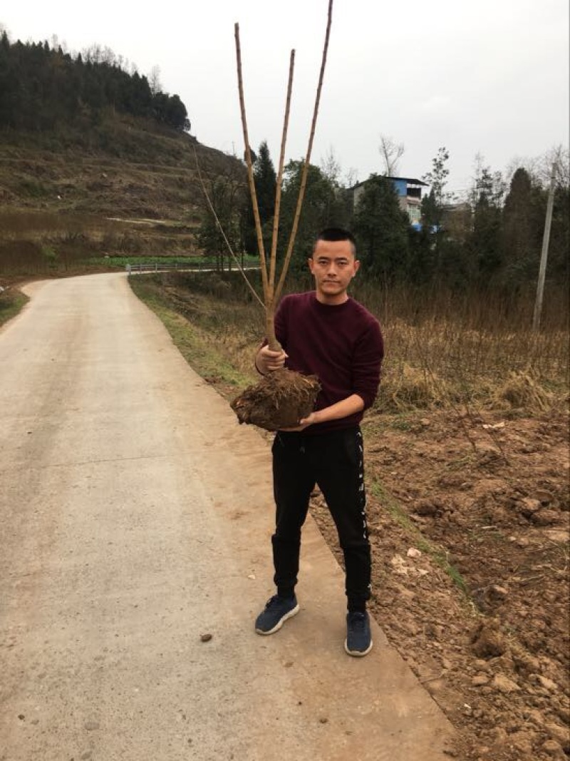 五月脆苗100~150cm