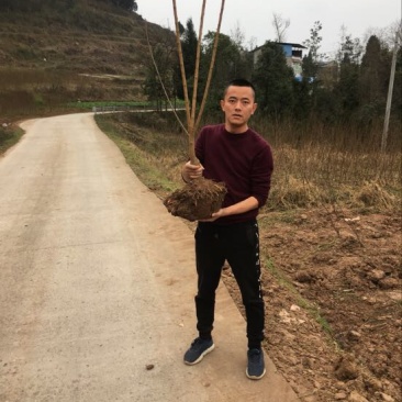 蜂糖李子苗100~150cm