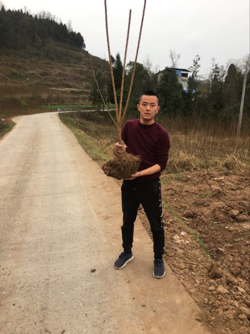 蜂糖李子苗100~150cm