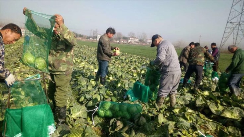 河南绿甘蓝精品甘蓝专业工人花白诚信经营