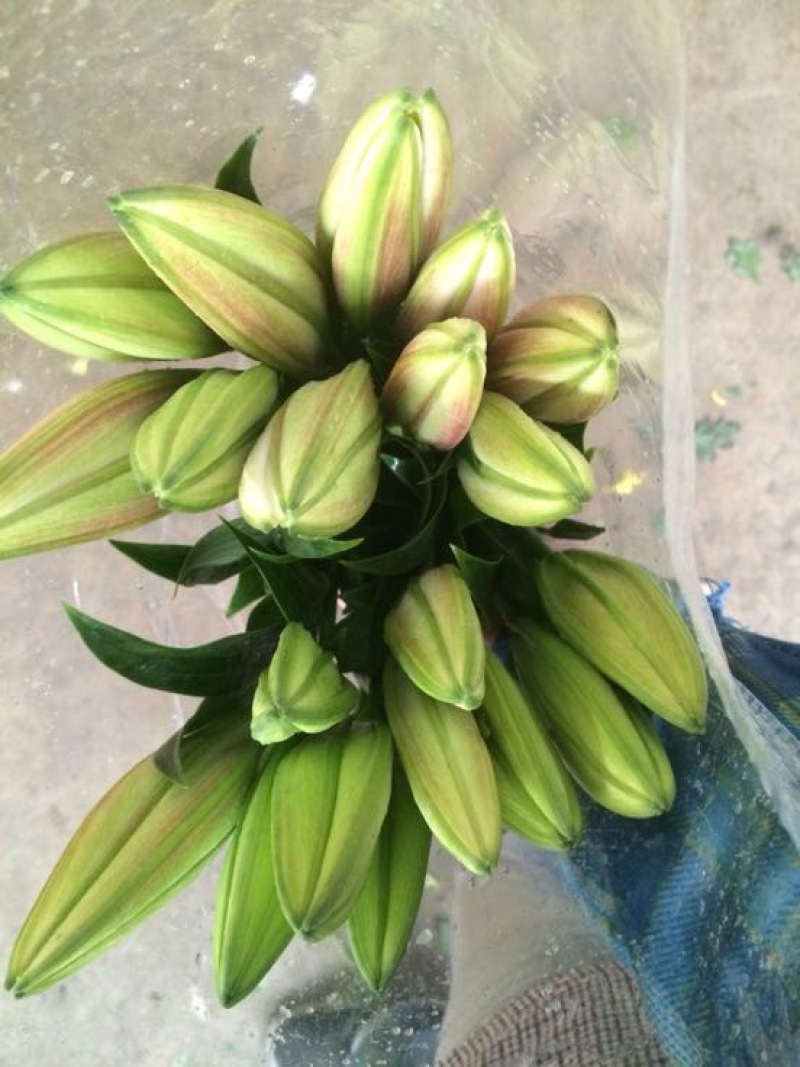 广州百合鲜切花双头批发