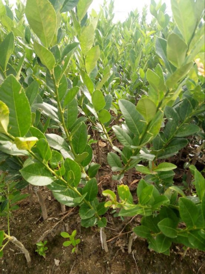 香水柠檬树苗50~80cm