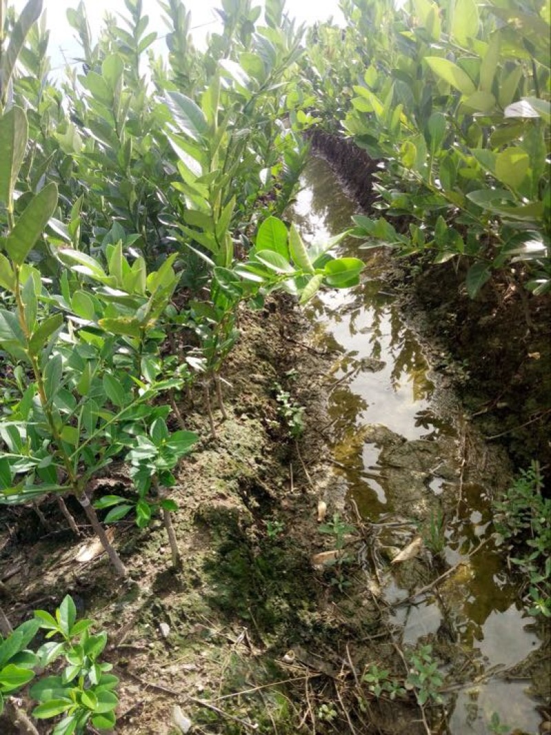 香水柠檬树苗50~80cm