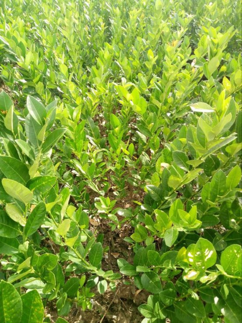香水柠檬树苗50~80cm
