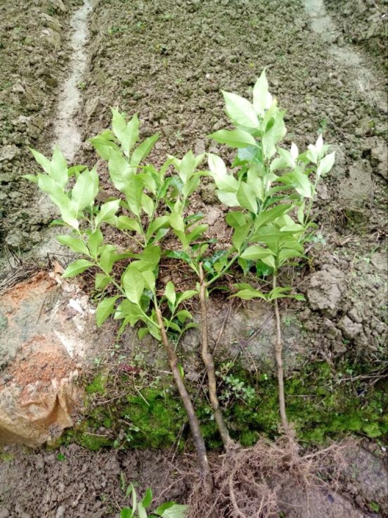 香水柠檬树苗50~80cm