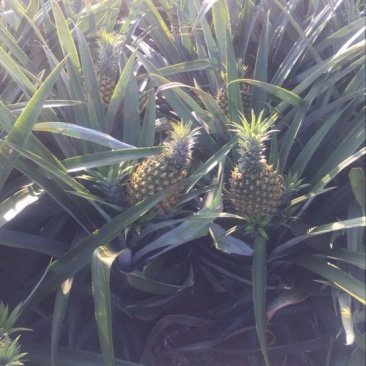 菲律宾（巴厘）菠萝1．5斤以上