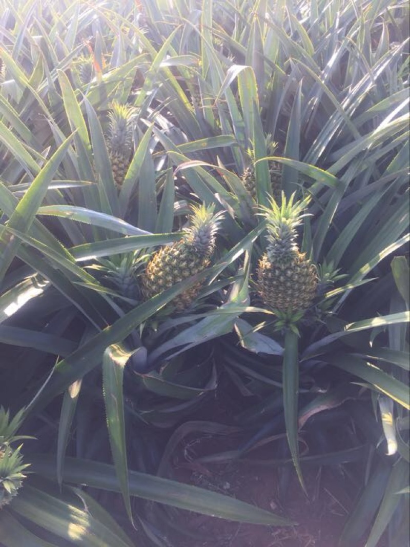 菲律宾（巴厘）菠萝1．5斤以上