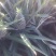 菲律宾（巴厘）菠萝1．5斤以上
