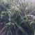菲律宾（巴厘）菠萝1．5斤以上