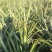 菲律宾（巴厘）菠萝1．5斤以上