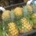 菲律宾（巴厘）菠萝1．5斤以上