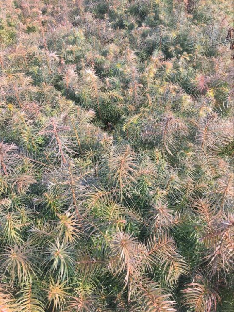 杉树苗刺杉苗沙树苗