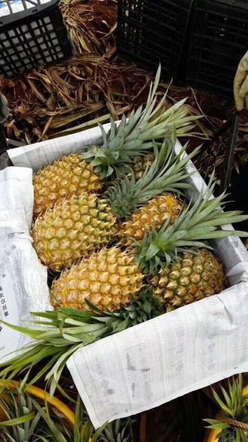 菲律宾（巴厘）菠萝1．5斤以上