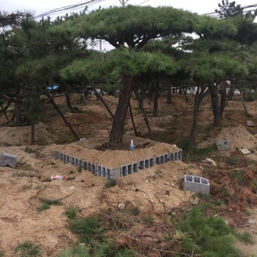 松树10cm以下