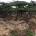 松树10cm以下