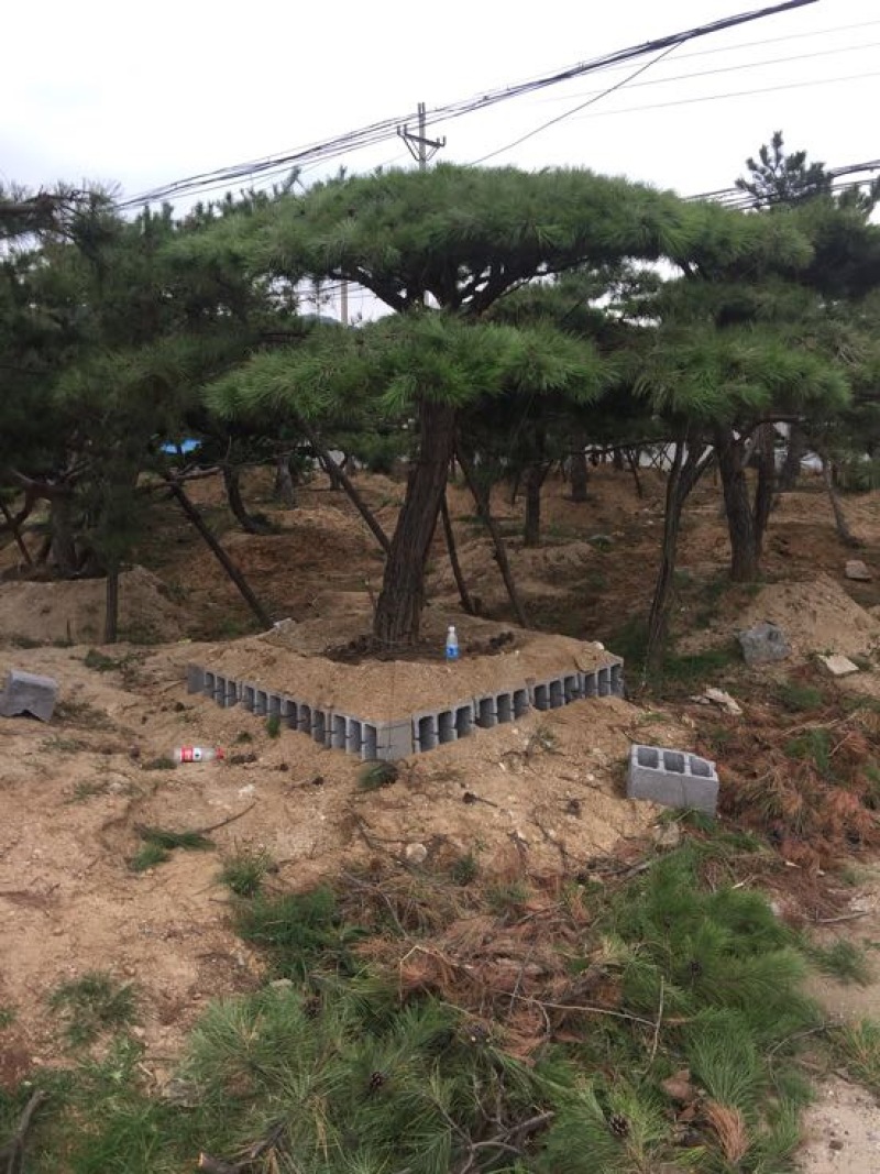 松树10cm以下
