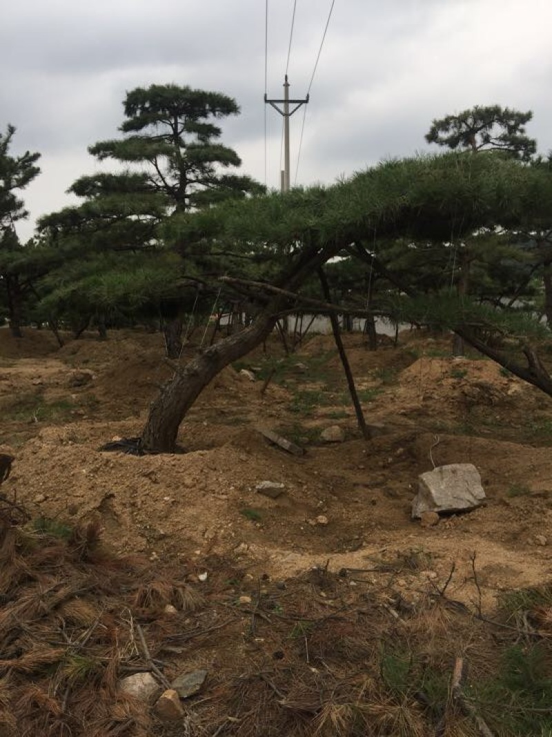 松树10cm以下