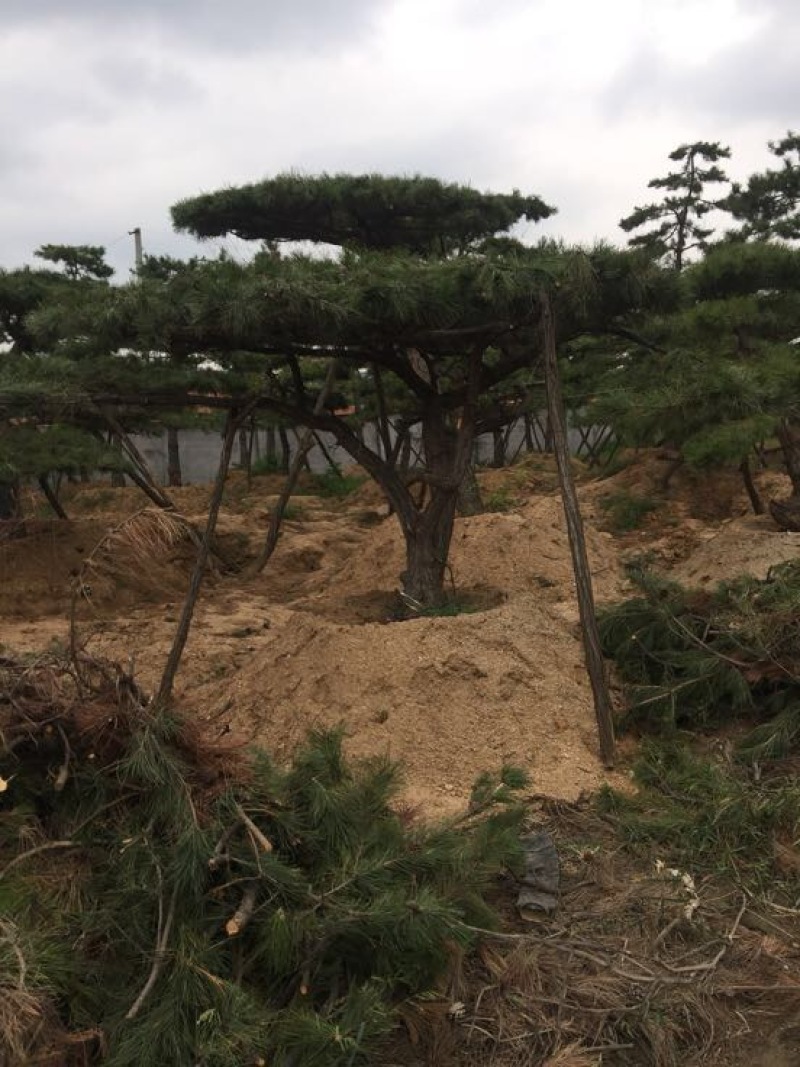 松树10cm以下