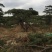 松树10cm以下
