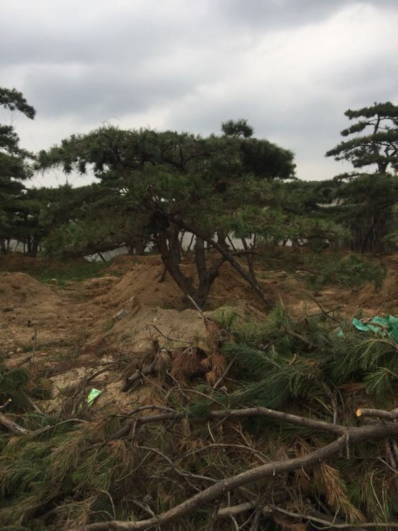 松树10cm以下