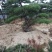 松树10cm以下