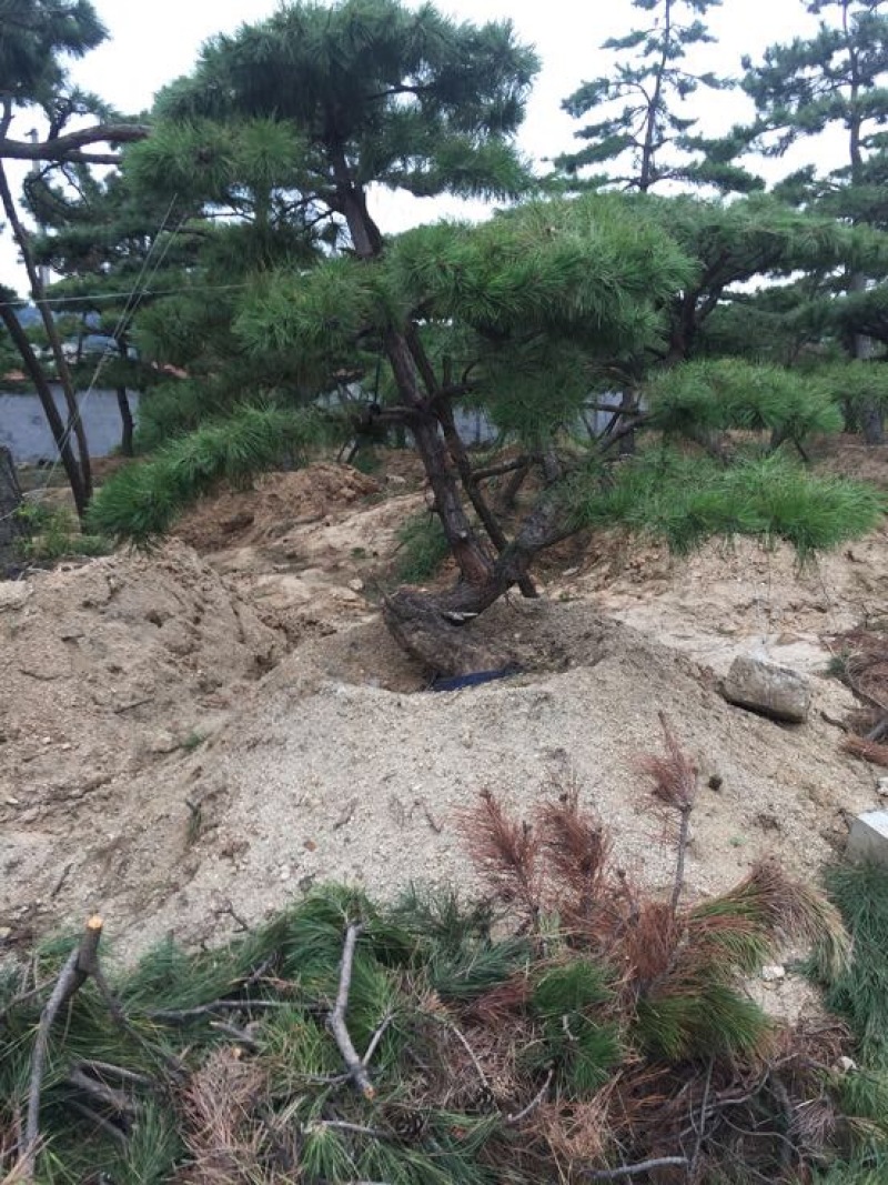 松树10cm以下