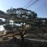 松树10cm以下